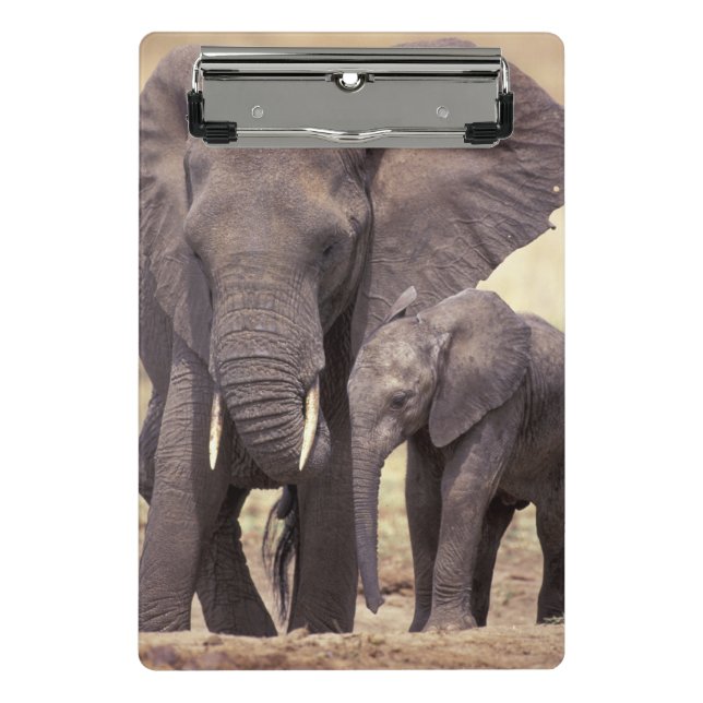 Afrika, Tansania, Tarangire-Nationalpark Mini Klemmbrett (Vorderseite)
