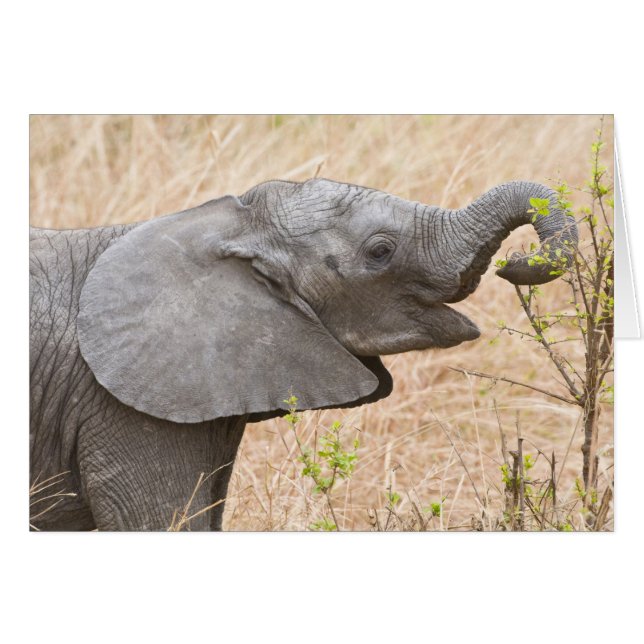 Afrika. Tansania Young Elephant in Tarangire (Vorderseite (Horizontal))
