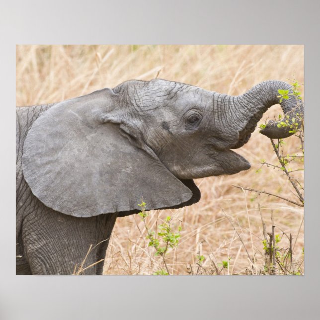 Afrika. Tansania Young Elephant in Tarangire Poster (Vorne)