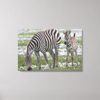 Afrika. Tansania Zebra Mutter und Colt