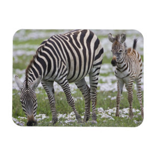 Afrika. Tansania Zebra Mutter und Colt Magnet