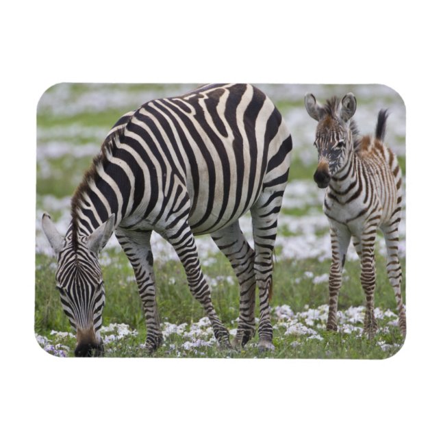 Afrika. Tansania Zebra Mutter und Colt Magnet (Horizontal)