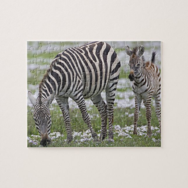 Afrika. Tansania Zebra Mutter und Colt Puzzle (Horizontal)