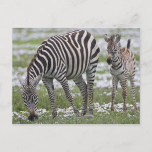 Afrika. Tansania. Zebramutter und Fohlen Postkarte