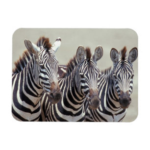 Afrika, Tansania, Zebras Magnet