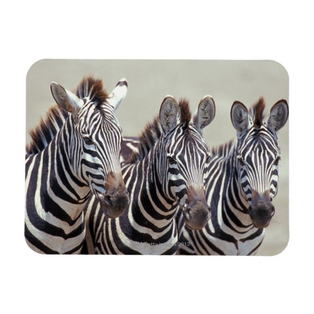Afrika, Tansania, Zebras Magnet (Horizontal)