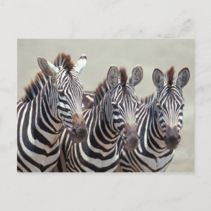 Afrika, Tansania, Zebras Postkarte