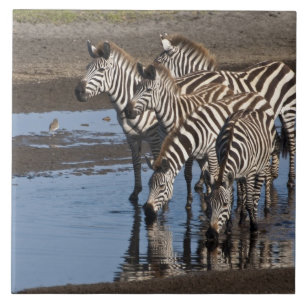 Afrika. Tansania. Zebras trinken bei Ndutu Fliese