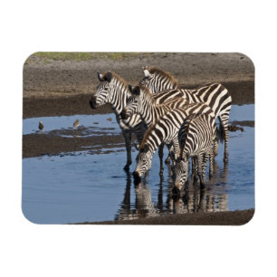 Afrika. Tansania. Zebras trinken bei Ndutu Magnet