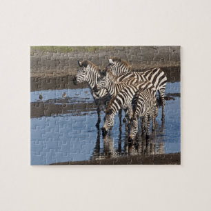 Afrika. Tansania. Zebras trinken bei Ndutu Puzzle