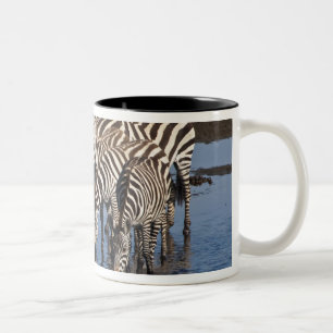 Afrika. Tansania. Zebras trinken bei Ndutu Zweifarbige Tasse