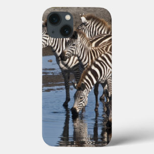 Afrika. Tansania. Zebras trinken in Ndutu iPhone 13 Hülle