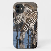 Afrika. Tansania Zebras trinken in Ndutu