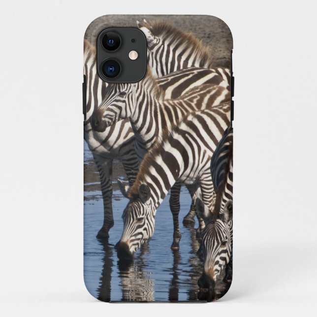 Afrika. Tansania Zebras trinken in Ndutu Case-Mate iPhone Hülle (Rückseite)