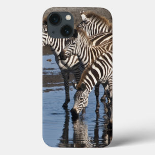 Afrika. Tansania. Zebras trinken in Ndutu iPhone 13 Hülle