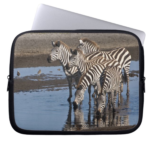 Afrika. Tansania Zebras trinken in Ndutu Laptopschutzhülle (Vorderseite)