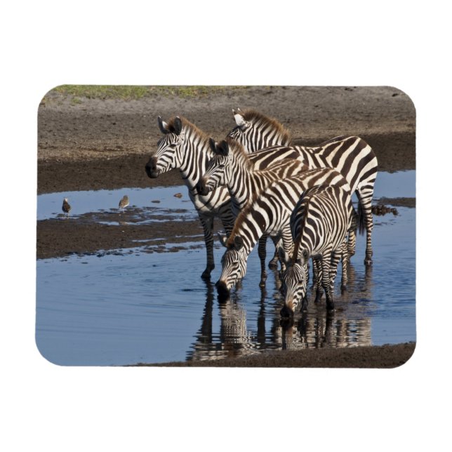 Afrika. Tansania Zebras trinken in Ndutu Magnet (Horizontal)