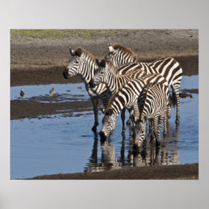 Afrika. Tansania. Zebras trinken in Ndutu Poster