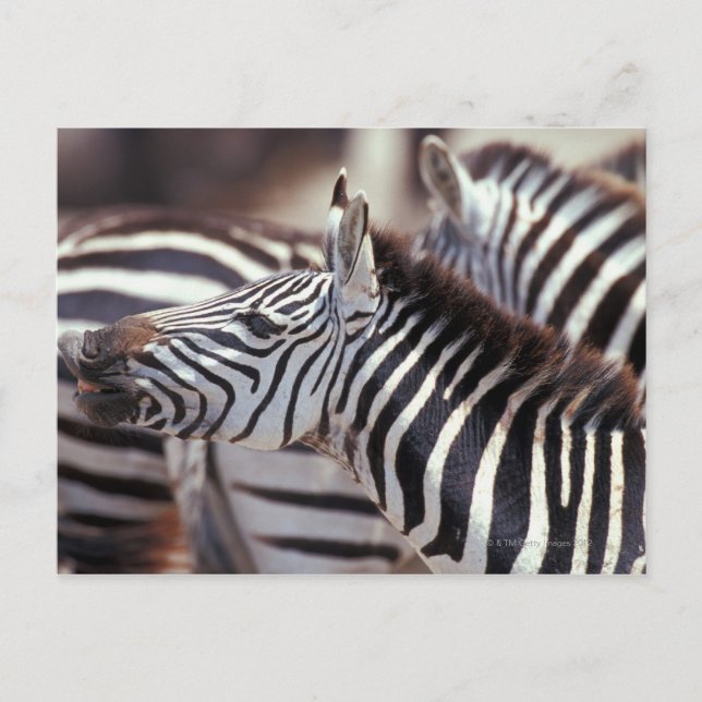 Afrika, Tansania, Zebrasherde Postkarte (Vorderseite)