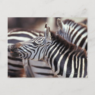 Afrika, Tansania, Zebrasherde Postkarte