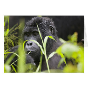 Afrika Uganda, Bwindi