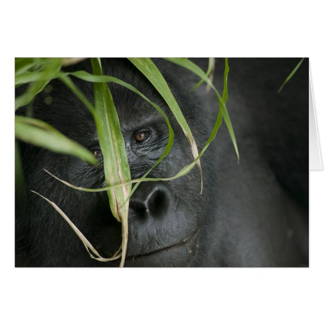 Afrika, Uganda, Bwindi (Vorderseite (Horizontal))