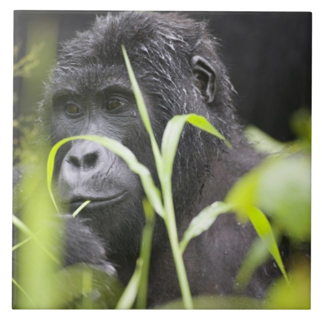 Afrika Uganda, Bwindi Fliese (Vorderseite)