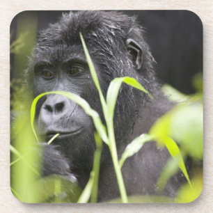 Afrika Uganda, Bwindi Getränkeuntersetzer