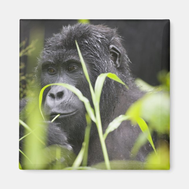 Afrika Uganda, Bwindi Magnet (Vorne)