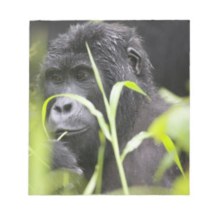 Afrika Uganda, Bwindi Notizblock