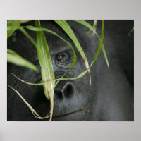Afrika, Uganda, Bwindi