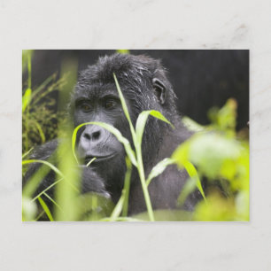 Afrika Uganda, Bwindi Postkarte