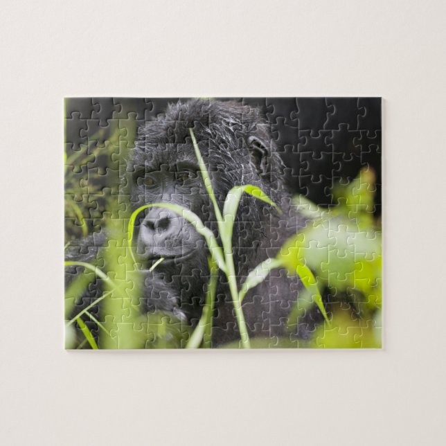 Afrika Uganda, Bwindi Puzzle (Horizontal)