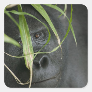 Afrika, Uganda, Bwindi Quadratischer Aufkleber