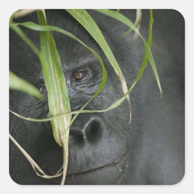 Afrika, Uganda, Bwindi Quadratischer Aufkleber (Vorderseite)