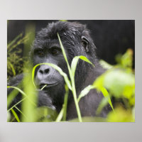 Afrika, Uganda, Bwindi, undurchdringlich, national