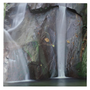 Afrika, Uganda, Bwindi Undurchdringlicher Regenwal Fliese