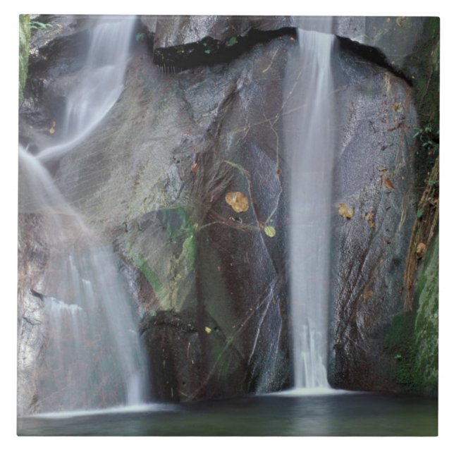 Afrika, Uganda, Bwindi Undurchdringlicher Regenwal Fliese (Vorderseite)