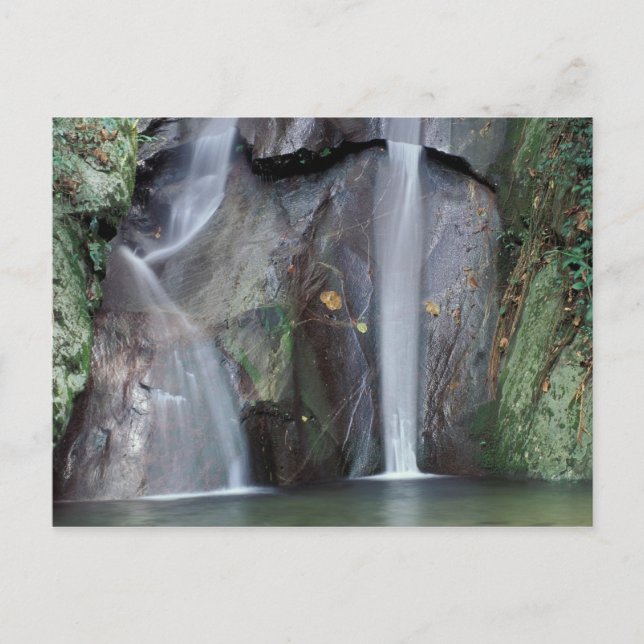 Afrika, Uganda, Bwindi undurchdringlicher Regenwal Postkarte (Vorderseite)