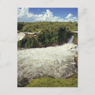 Afrika, Uganda, Murchison Falls NP. Der Frost Postkarte