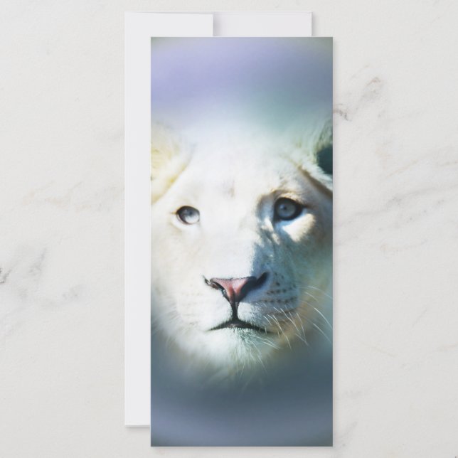 Afrika White Lion Blue Eyes (Vorderseite)