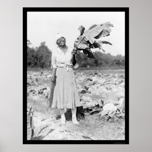 Afrikaner-Amerika-Frau mit Tabak 1912 Poster