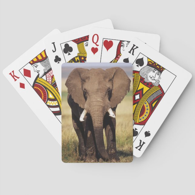Afrikaner-Bush-Elefant Spielkarten (Rückseite)