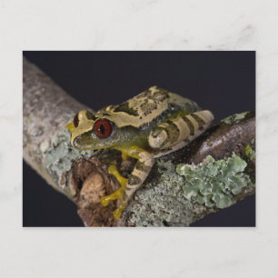 Afrikaner Red Eye Treefrog, Leptopelis Postkarte