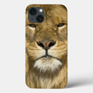 Afrikanerbarbary-Löwe, Panthera Löwe Löwe, ein von Case-Mate iPhone Hülle