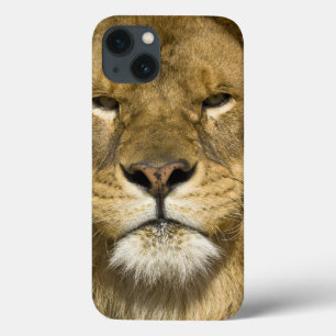 Afrikanerbarbary-Löwe, Panthera Löwe Löwe, ein von iPhone 13 Hülle