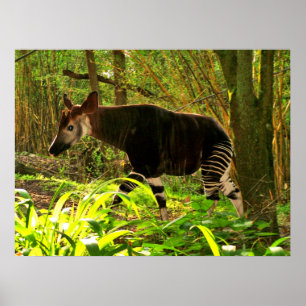 Afrikanisch Okapi Poster