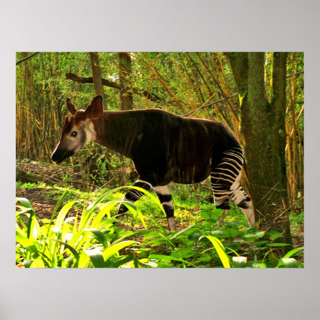 Afrikanisch Okapi Poster (Vorne)