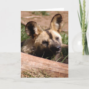 afrikanisch-wild-dog-012 feiertagskarte