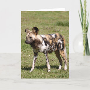 afrikanisch-wild-dog-016 feiertagskarte